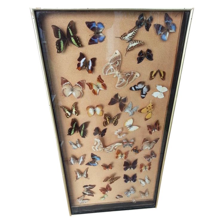 Napoleon III Butterfly Display Frame