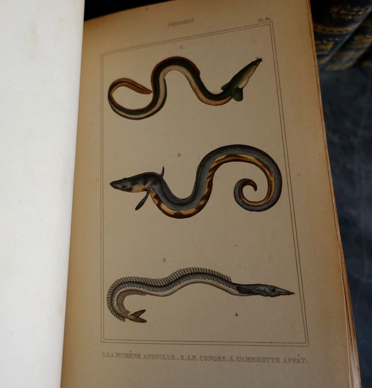 L'Histoire Naturelle de Buffon, 26 volumes et planches colorisées - belle reliure cuir - 1829