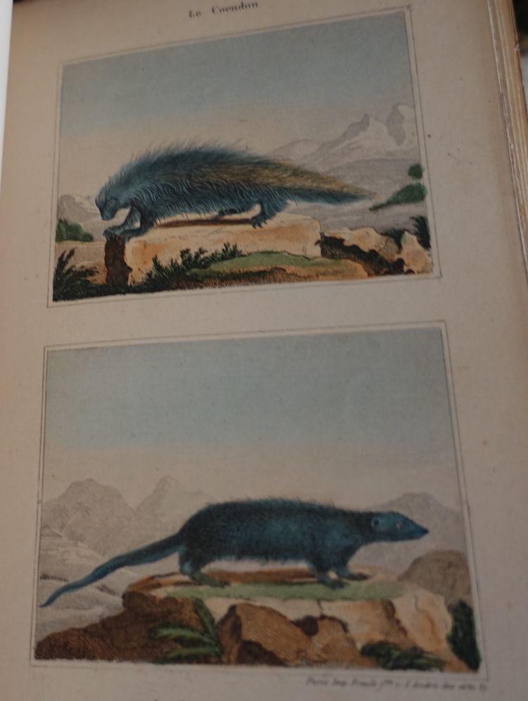 L'Histoire Naturelle de Buffon, 26 volumes et planches colorisées - belle reliure cuir - 1829