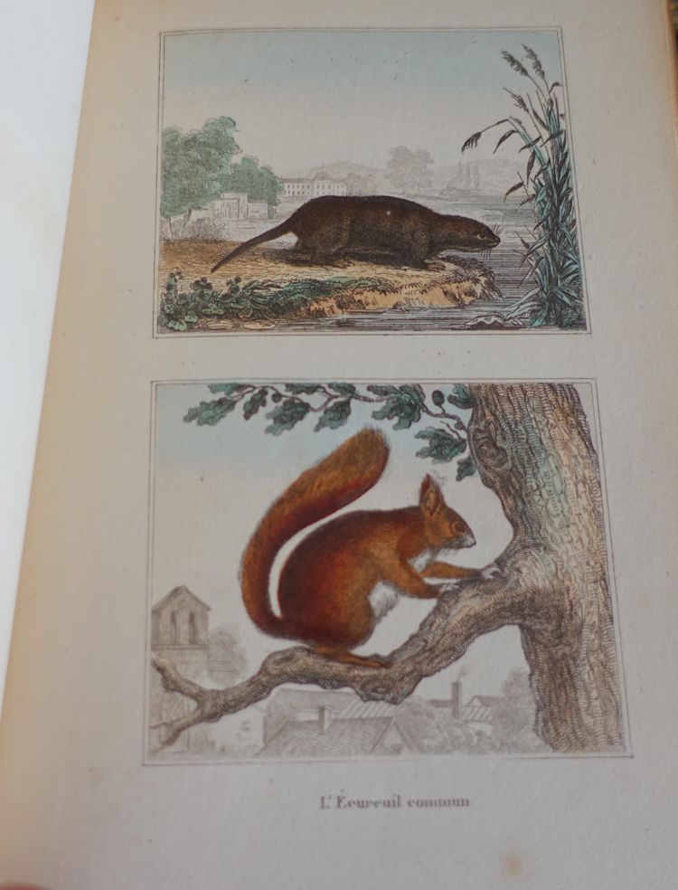L'Histoire Naturelle de Buffon, 26 volumes et planches colorisées - belle reliure cuir - 1829