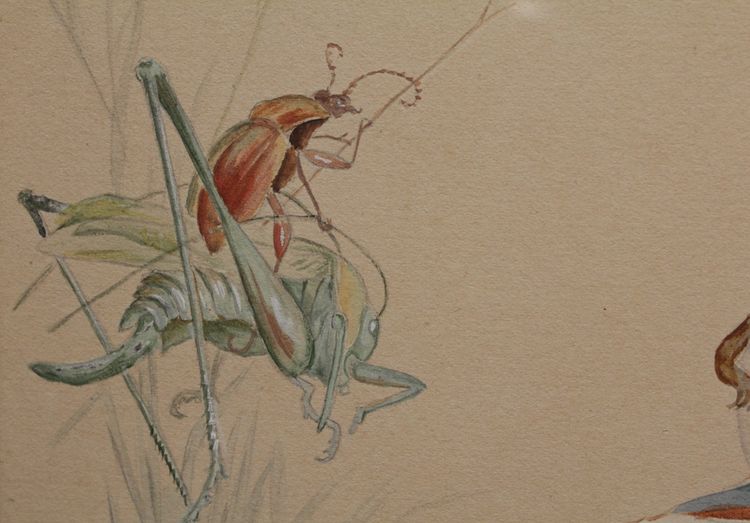 Humorous study 'Frog and insects' gouache drawing signed circa 1920